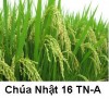 Suy niệm Tin Mừng Chúa Nhật TN 16–A Bài 101-150: Hãy cứ để cả hai mọc lên cho đến mùa gặt