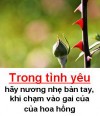 Hãy nương nhẹ bàn tay, khi chạm vào gai của HOA HỒNG TÌNH YÊU - Đời Đạo 13