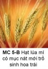 Suy Niệm Tin Mừng Chúa Nhật MC 5-B Bài 151-200 Hạt lúa mì có mục nát mới trổ sinh hoa trái