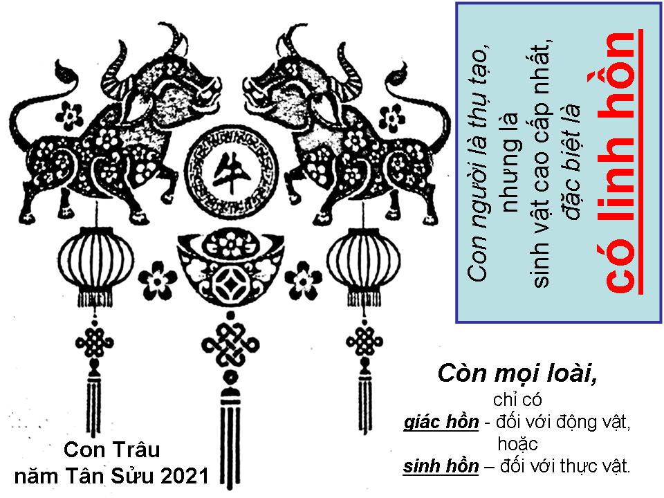 CON TRÂU năm Tân Sửu 2021 - Đời Đạo 8