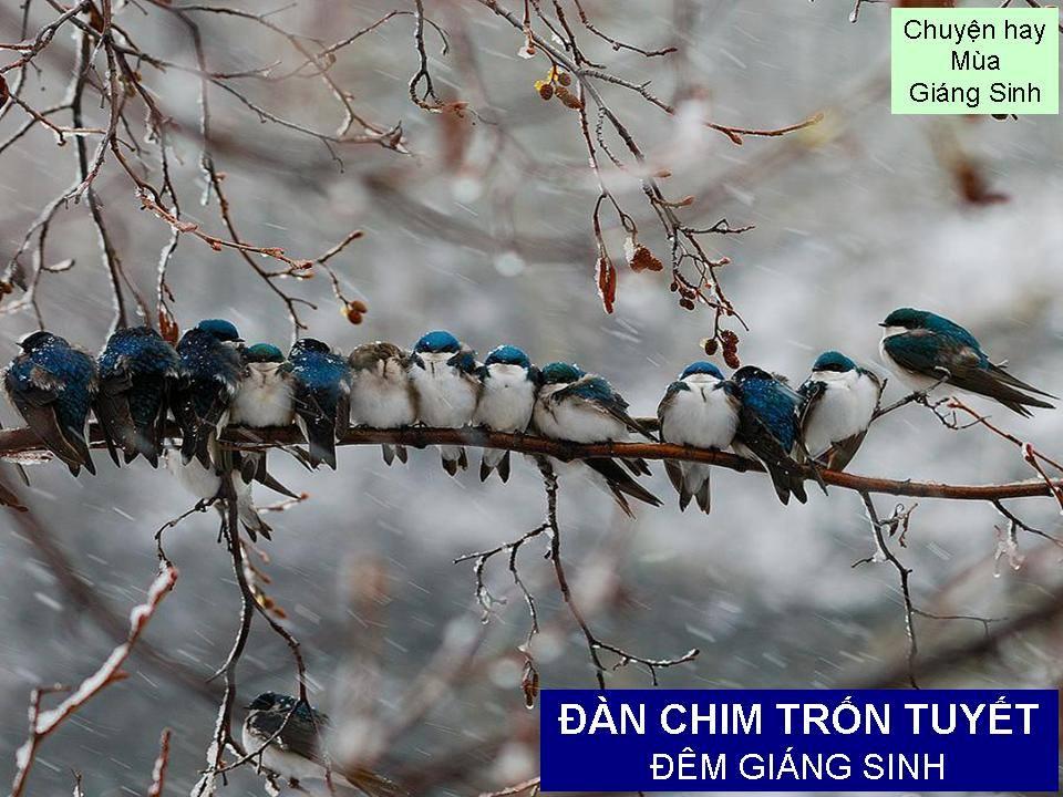 ĐÀN CHIM TRỐN TUYẾT ĐÊM GIÁNG SINH - Đời Đạo 134