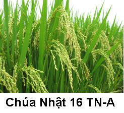 Suy niệm Tin Mừng Chúa Nhật TN 16–A Bài 151-180: Hãy cứ để cả hai mọc lên cho đến mùa gặt